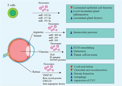 Extracellular vesicles as a new horizon in the diagnosis and treatment of inflammatory eye diseases: A narrative review of the literature